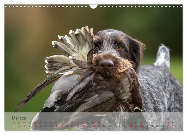 Produktbild: Treue Jagdgef&auml;hrten - Der Deutsch Drahthaar (Wandkalender 2026 DIN A3 quer), CALVENDO Monatskalender