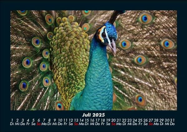 Produktbild: Welt der V&ouml;gel 2025 Fotokalender DIN A5