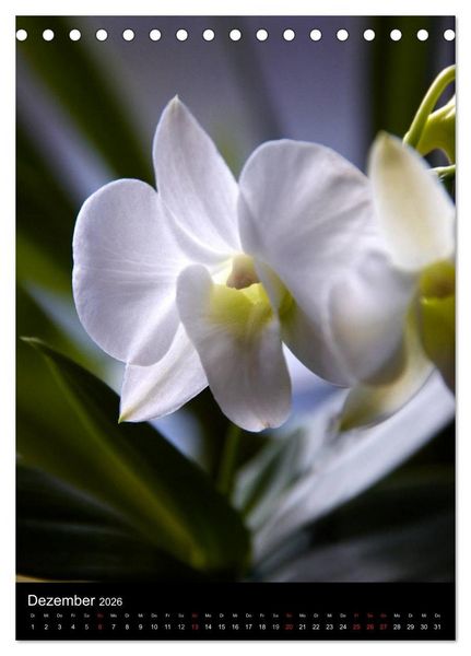 Produktbild: Faszination Orchideen (Tischkalender 2026 DIN A5 hoch), CALVENDO Monatskalender