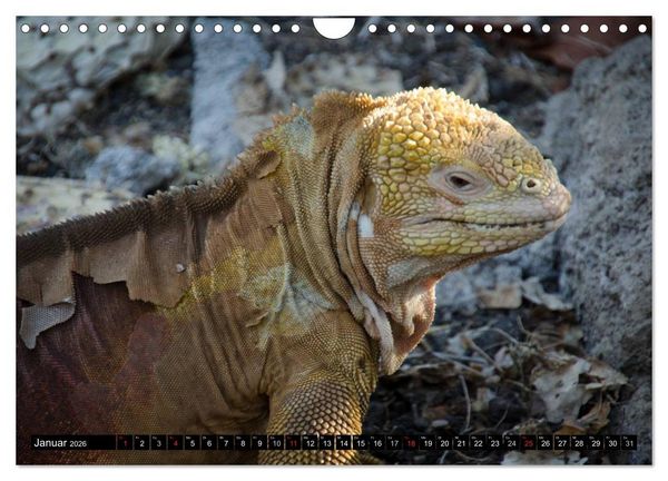 Produktbild: Leguane auf Galapagos (Wandkalender 2026 DIN A4 quer), CALVENDO Monatskalender