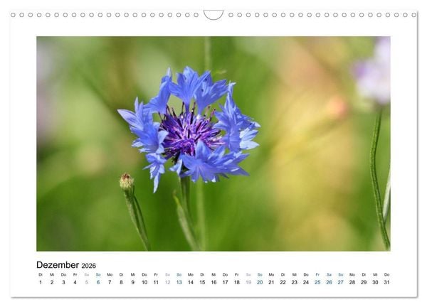 Produktbild: Kornblumen - Blaue Sch&ouml;nheiten (Wandkalender 2026 DIN A3 quer), CALVENDO Monatskalender