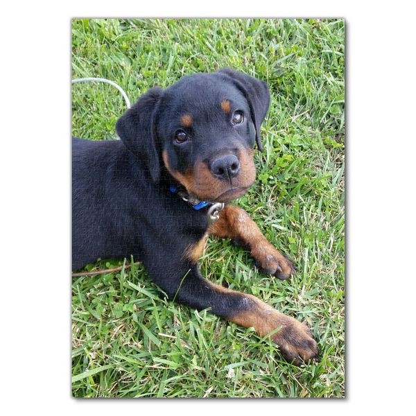 Produktbild: Lais Puzzle Rottweiler 1000 Teile