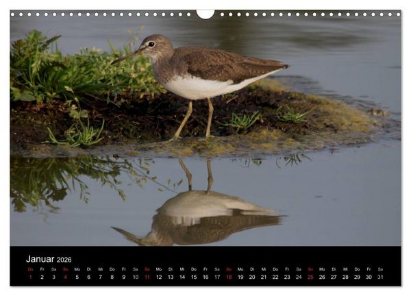 Produktbild: Limikolen Watv&ouml;gel auf dem Zug (Wandkalender 2026 DIN A3 quer), CALVENDO Monatskalender