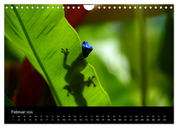Produktbild: Reptilien (Wandkalender 2026 DIN A4 quer), CALVENDO Monatskalender