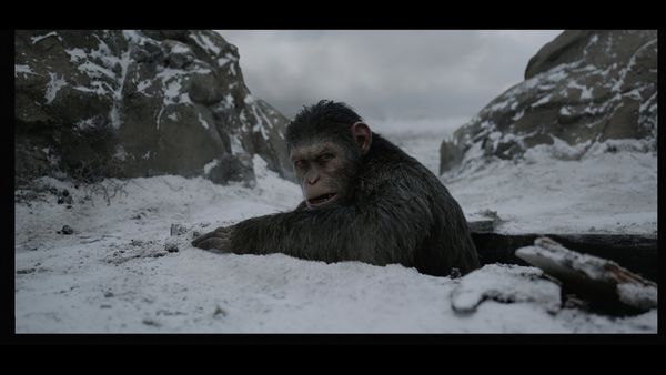 Planet der Affen: Survival