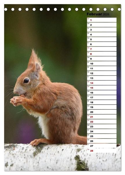 Produktbild: Eichh&ouml;rnchen - kleine Tiere, gro&szlig;e Liebe (Tischkalender 2026 DIN A5 hoch), CALVENDO Monatskalender