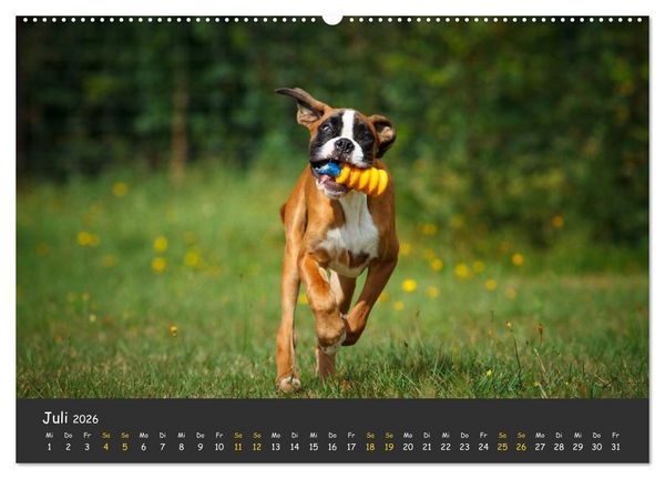 Produktbild: Wenn ich gro&szlig; bin werd' ich Boxer (hochwertiger Premium Wandkalender 2026 DIN A2 quer), Kunstdruck in Hochglanz