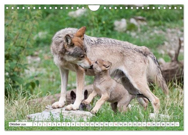 Produktbild: Emotionale Momente: Raubtiere in Deutschland (Wandkalender 2026 DIN A4 quer), CALVENDO Monatskalender