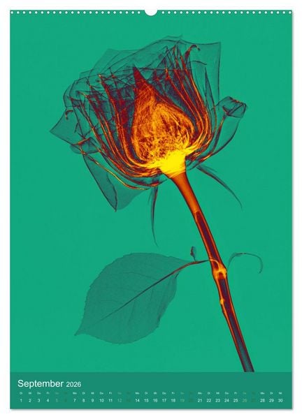 Produktbild: Durchleuchtete Blumenwelt 2026 (hochwertiger Premium Wandkalender 2026 DIN A2 hoch), Kunstdruck in Hochglanz