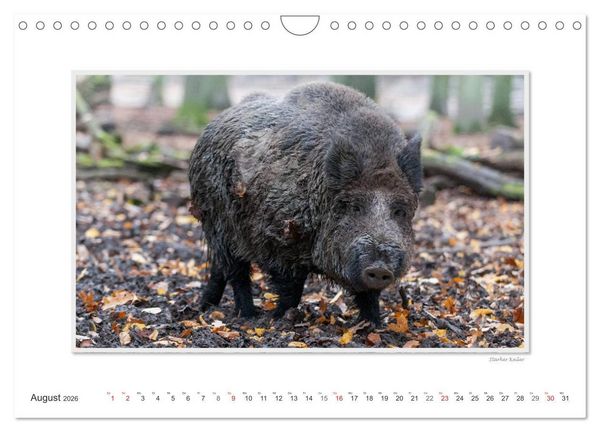 Produktbild: Emotionale Momente: Das Wildschwein. / CH-Version (Wandkalender 2026 DIN A4 quer), CALVENDO Monatskalender