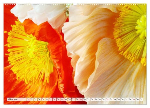 Produktbild: Prachtvolle Mohnbl&uuml;ten (hochwertiger Premium Wandkalender 2026 DIN A2 quer), Kunstdruck in Hochglanz