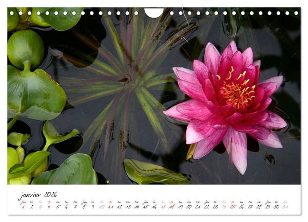 Produktbild: N&eacute;nuphars enchanteurs (Calendrier mural 2026 DIN A4 vertical), CALVENDO calendrier mensuel