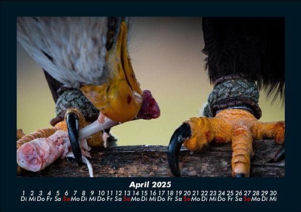 Produktbild: Adler 2025 Fotokalender DIN A5