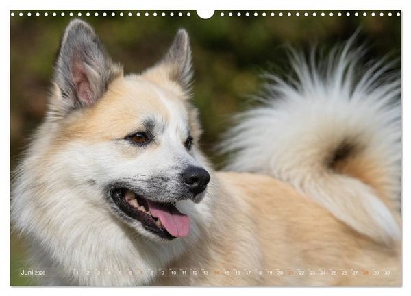 Produktbild: Islandhunde im Portrait (Wandkalender 2026 DIN A3 quer), CALVENDO Monatskalender
