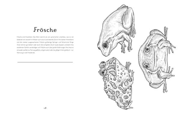 Produktbild: Das Museum der Tiere. Mein Malbuch