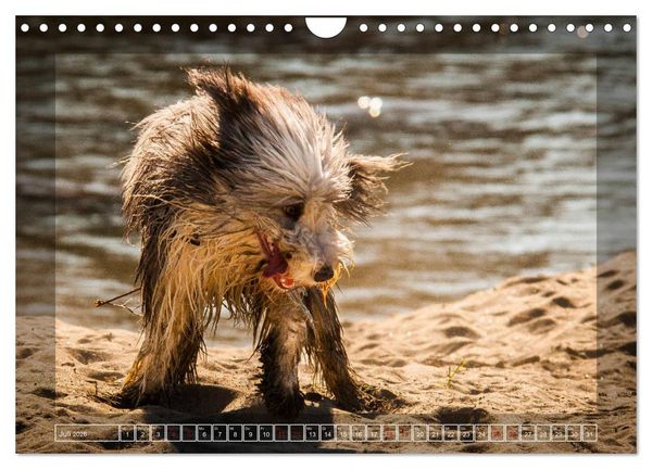 Produktbild: Bearded Collie, mein Freund (Wandkalender 2026 DIN A4 quer), CALVENDO Monatskalender
