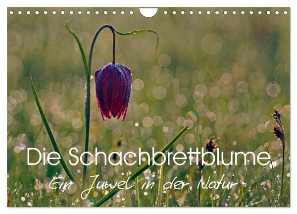Die Schachbrettblume (Wandkalender 2026 DIN A4 quer), CALVENDO Monatskalender