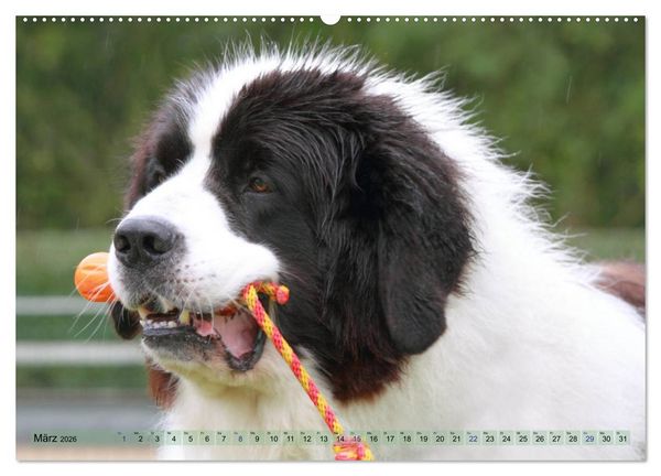 Produktbild: Landseer - Das Wasser ist ihr Element (Wandkalender 2026 DIN A2 quer), CALVENDO Monatskalender