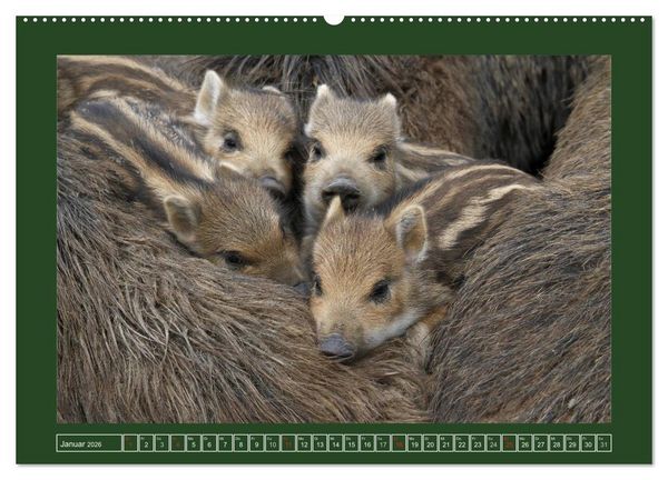 Produktbild: Schweinkram - Die Wildschweine sind los (hochwertiger Premium Wandkalender 2026 DIN A2 quer), Kunstdruck in Hochglanz
