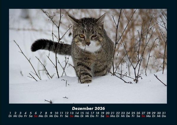 Produktbild: Katzen 2026 Fotokalender DIN A4