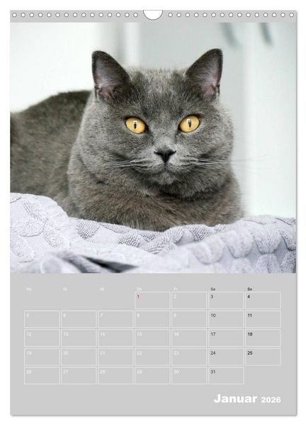 Produktbild: Graue Engel - Britischkurzhaar-Katzen (Wandkalender 2026 DIN A3 hoch), CALVENDO Monatskalender