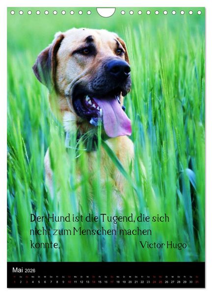 Produktbild: Der Broholmer (Wandkalender 2026 DIN A4 hoch), CALVENDO Monatskalender
