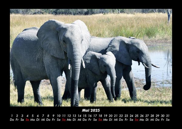 Produktbild: Der Elefantenkalender 2025 Fotokalender DIN A3