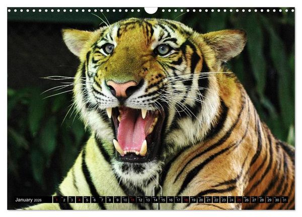Produktbild: Big Cats &bull; Faces of the most beautiful predators (Wall Calendar 2026 DIN A3 landscape), CALVENDO 12 Month Wall Calendar