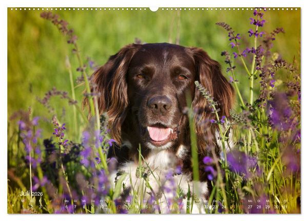 Produktbild: Faszination Jagdhund - Kleiner M&uuml;nsterl&auml;nder (hochwertiger Premium Wandkalender 2026 DIN A2 quer), Kunstdruck in Hochglanz