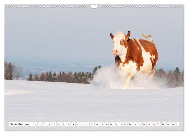 Produktbild: Alpenfleckvieh (Wandkalender 2026 DIN A3 quer), CALVENDO Monatskalender