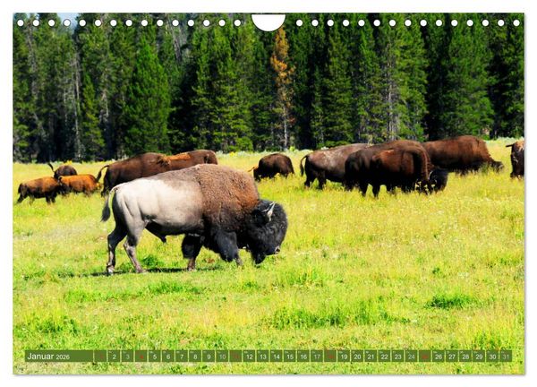 Produktbild: Der Yellowstone Nationalpark (Wandkalender 2026 DIN A4 quer), CALVENDO Monatskalender