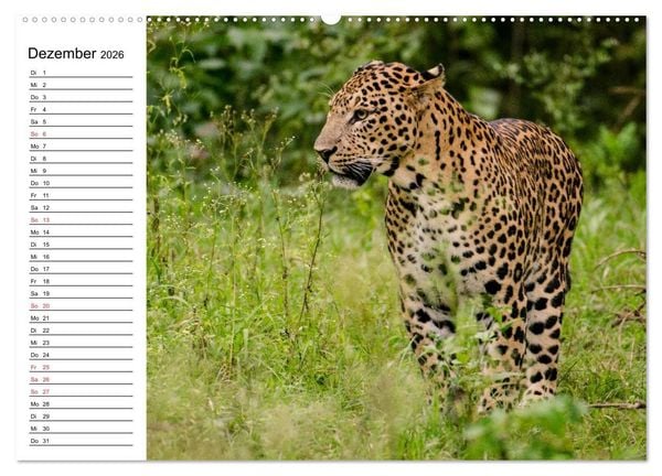 Produktbild: Leoparden. Elegante J&auml;ger (Wandkalender 2026 DIN A2 quer), CALVENDO Monatskalender