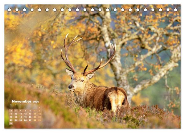 Produktbild: Naturschauspiele in Schottland (Tischkalender 2026 DIN A5 quer), CALVENDO Monatskalender