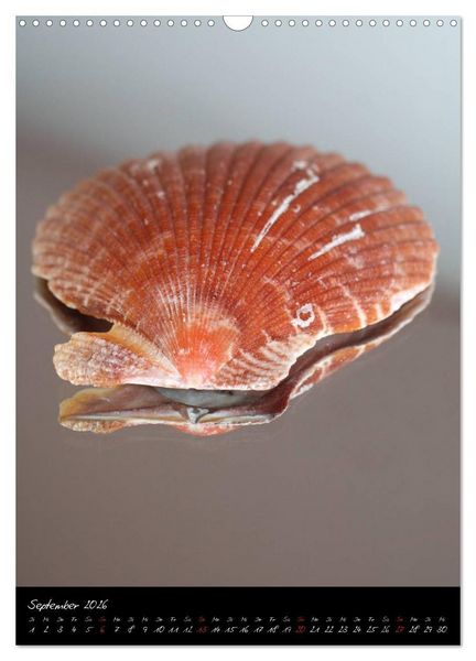 Produktbild: Muscheln und Schnecken (Wandkalender 2026 DIN A3 hoch), CALVENDO Monatskalender