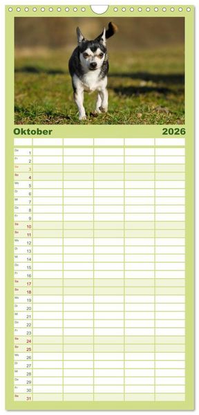 Produktbild: Familienplaner 2026 - Chihuahua - Kleine Hunde ganz gro&szlig; mit 5 Spalten (Wandkalender, 21 x 45 cm) CALVENDO