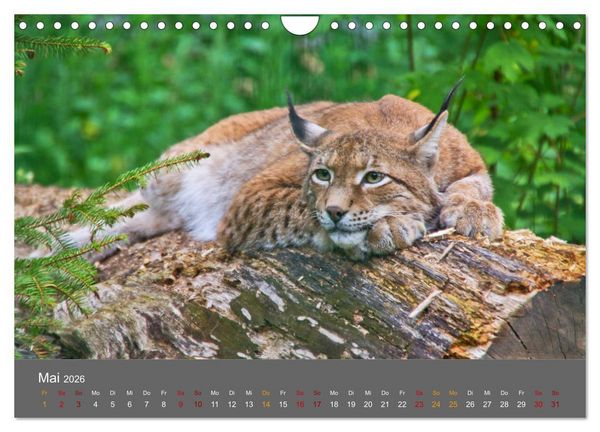 Produktbild: Der Luchs - Hochbeinig, Pinselohren, Backenbart (Wandkalender 2026 DIN A4 quer), CALVENDO Monatskalender