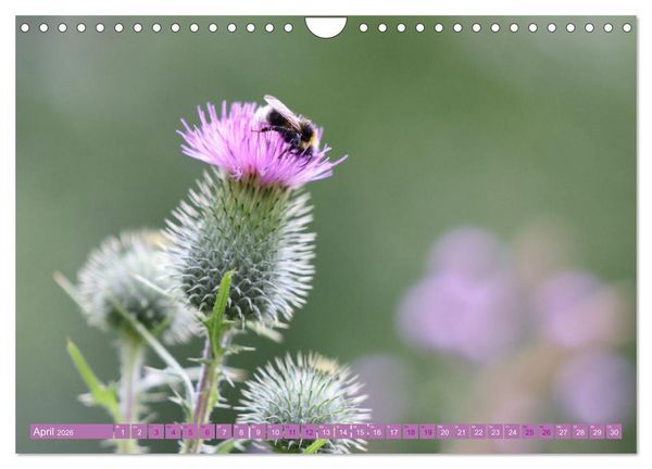 Produktbild: Lila Bl&uuml;tenzauber (Wandkalender 2026 DIN A4 quer), CALVENDO Monatskalender