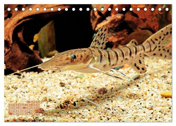 Produktbild: Glanz im Aquarium: S&uuml;&szlig;wasserfische (Tischkalender 2026 DIN A5 quer), CALVENDO Monatskalender
