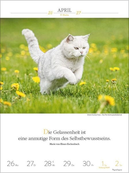 Produktbild: Literaturkalender Katzen 2027