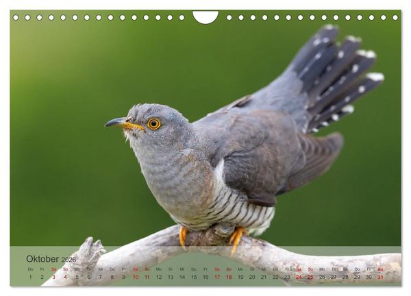 Produktbild: Fantastische Vogelwelt Slowenien (Wandkalender 2026 DIN A4 quer), CALVENDO Monatskalender