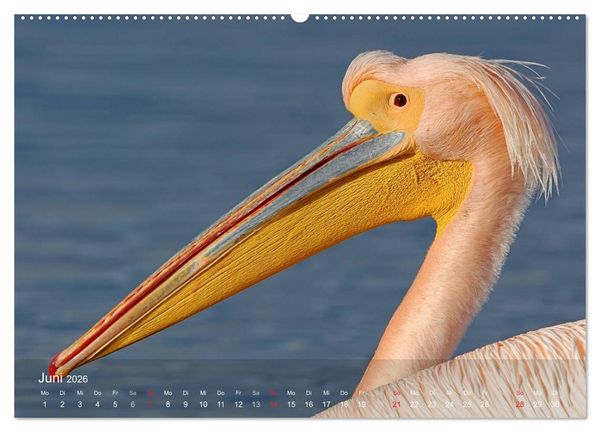 Produktbild: Pelikan-Kalender (hochwertiger Premium Wandkalender 2026 DIN A2 quer), Kunstdruck in Hochglanz