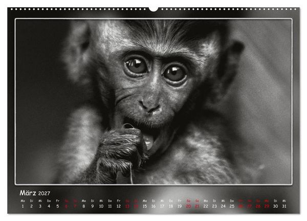 Produktbild: Tieren ins Gesicht geschaut (Wandkalender 2027 DIN A2 quer), CALVENDO Monatskalender
