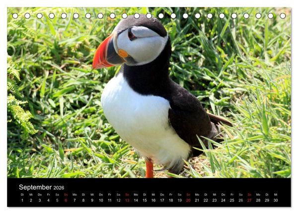 Produktbild: Puffins, Papageitauchern ganz nah (Tischkalender 2026 DIN A5 quer), CALVENDO Monatskalender
