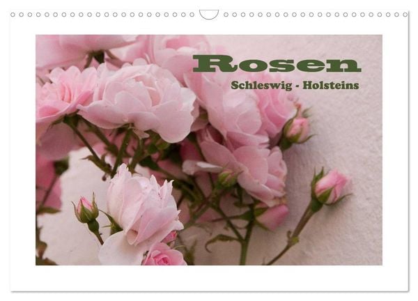 Produktbild: Rosen Schleswig-Holsteins (Wandkalender 2026 DIN A3 quer), CALVENDO Monatskalender