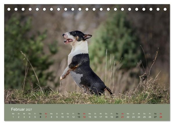 Produktbild: Bullterrier - charmante Herzensbrecher (Tischkalender 2027 DIN A5 quer), CALVENDO Monatskalender
