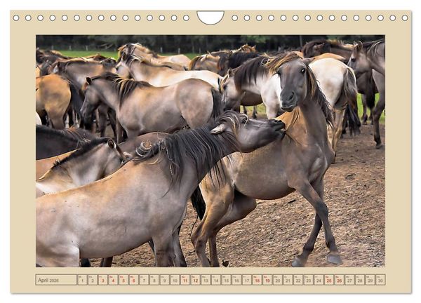Produktbild: D&uuml;lmener Wildpferde im M&uuml;nsterland (Wandkalender 2026 DIN A4 quer), CALVENDO Monatskalender