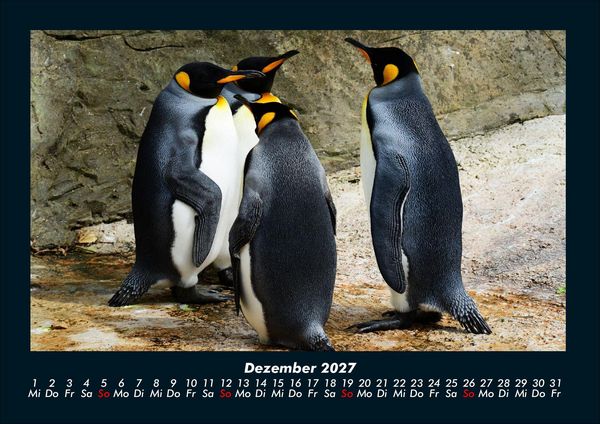 Produktbild: Pinguine & Eisb&auml;ren 2027 Fotokalender DIN A4
