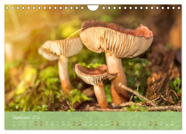 Produktbild: Waldwelten (Wandkalender 2026 DIN A4 quer), CALVENDO Monatskalender
