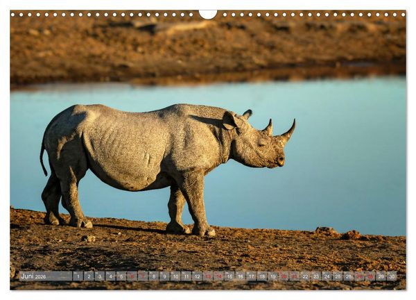 Produktbild: Namibias faszinierende Tierwelt (Wandkalender 2026 DIN A3 quer), CALVENDO Monatskalender