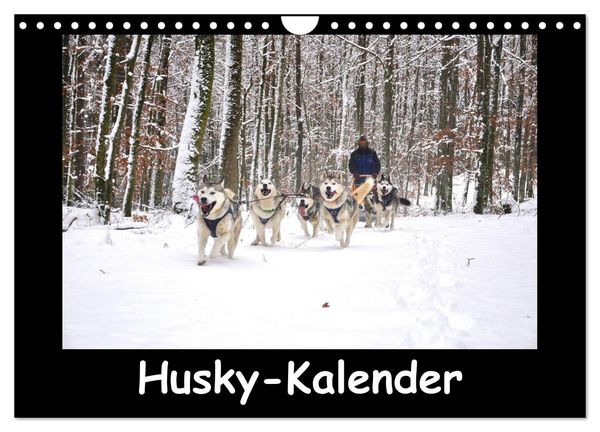 Produktbild: Husky-Kalender (Wandkalender 2026 DIN A4 quer), CALVENDO Monatskalender